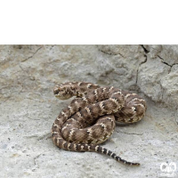 گونه افعی قفقازی Caucasian Pit Viper